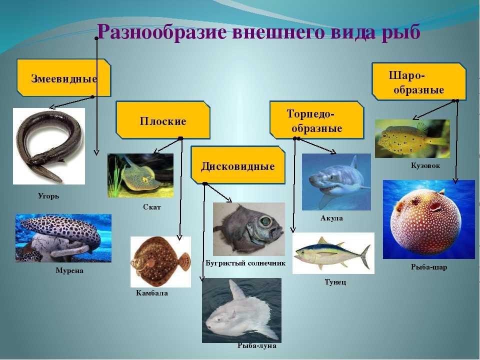 Хариус рыба. образ жизни и среда обитания рыбы хариус