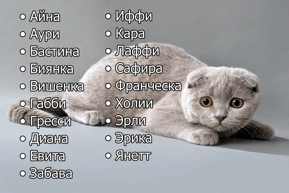 Английские имена для кошек - котостудия
