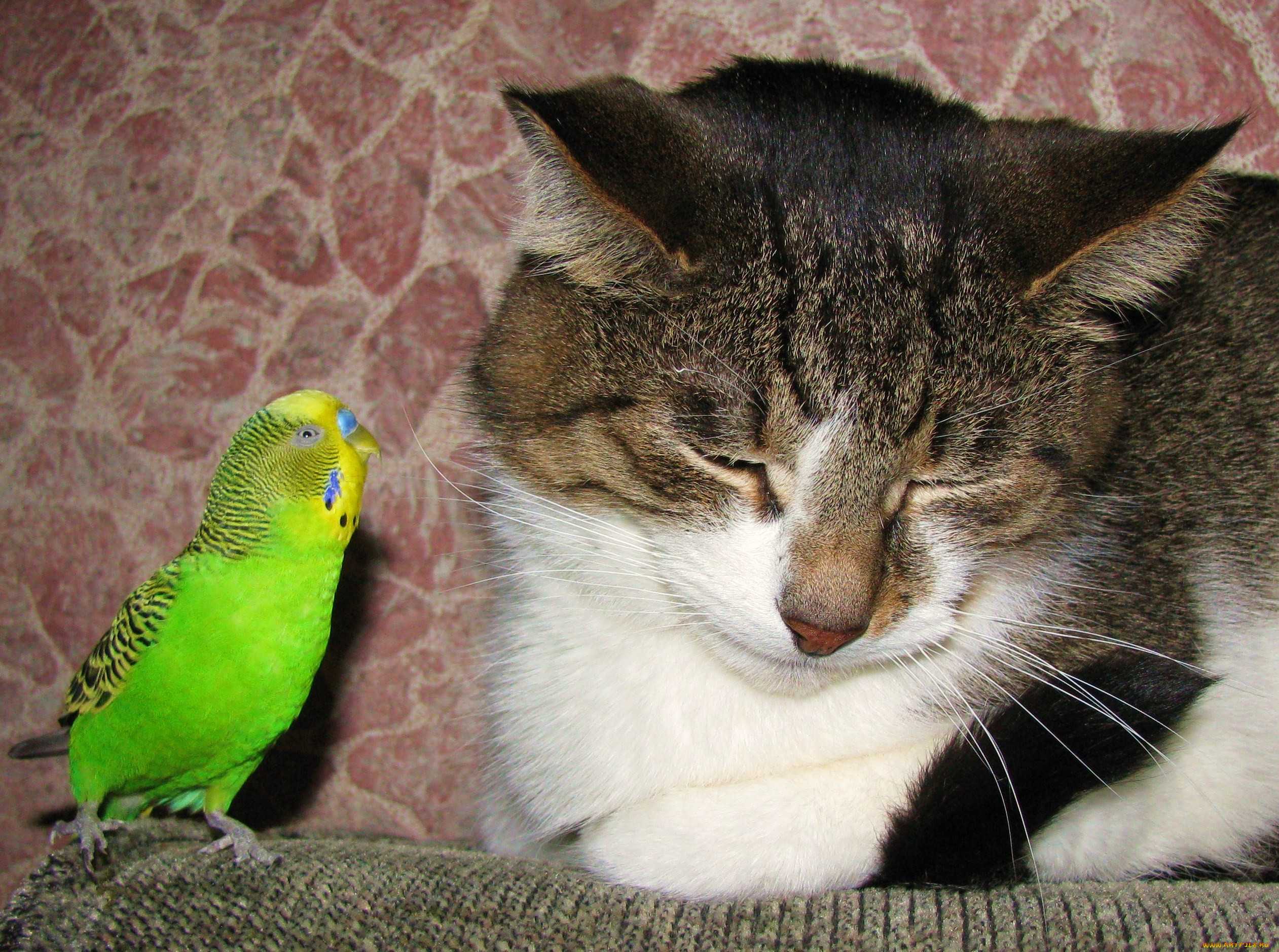 Попугай и кошка: приучение, общение, ошибки и решения