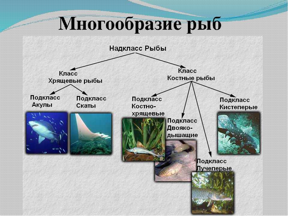 Многообразие рыб биология