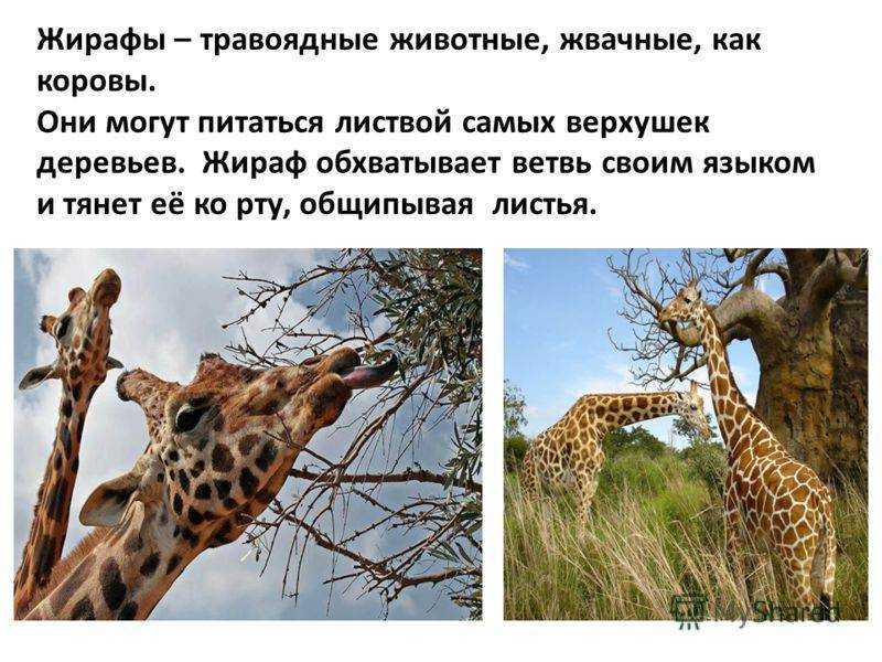 Жираф: описание, виды, образ жизни и среда обитания | планета животных