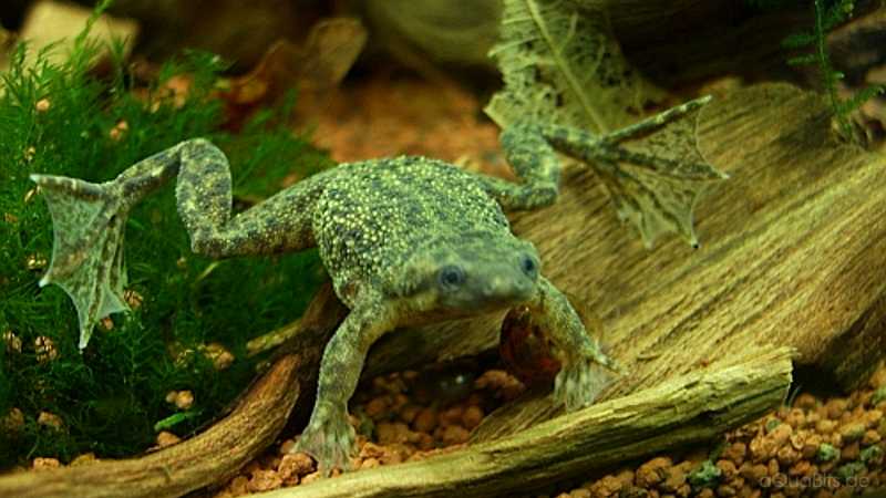 Карликовые аквариумные лягушки: содержание и уход | аквариумок
