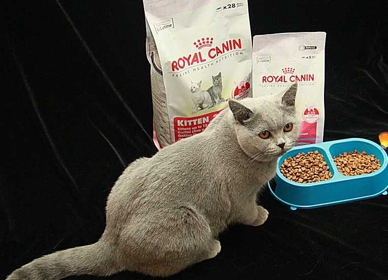 Чем кормить британского котенка: 5 лучших кормов + натуральное питание