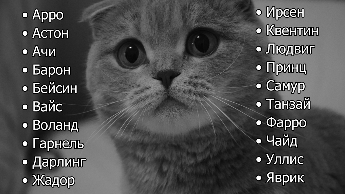 Японские имена для котов и кошет - топ имен