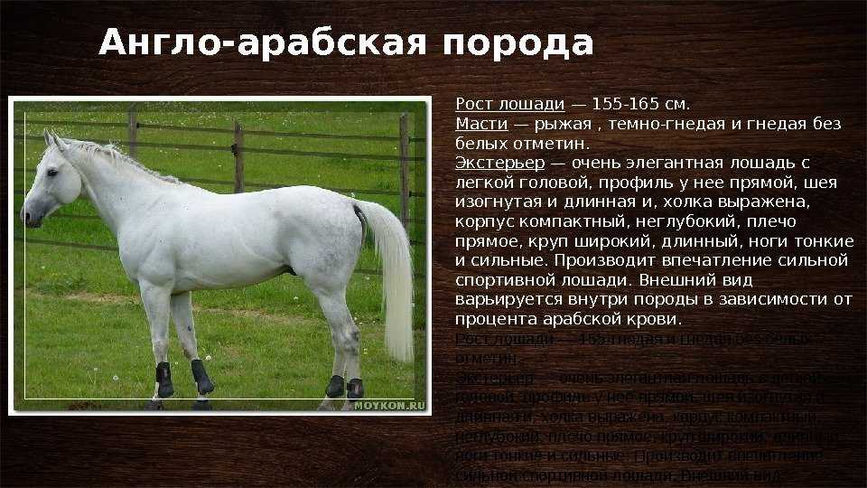 Цыганская упряжная порода лошадей тинкер: история, описание, достоинства