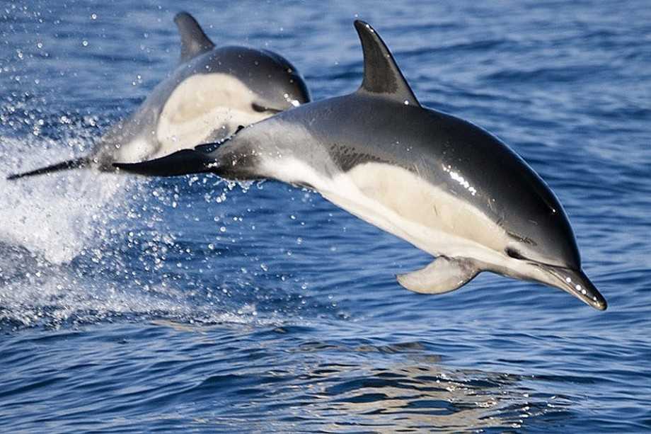 Дельфин обыкновенный, или дельфин-белобочка | мир животных и растений