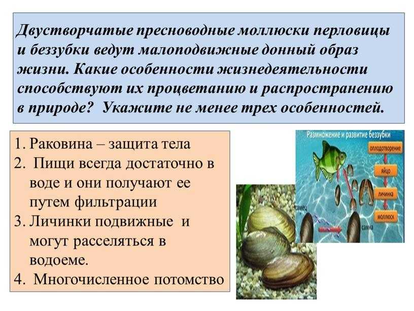 Моллюски (биология)