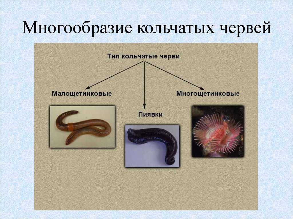 Кольчатые черви - общая характеристика, виды и образ жизни представителей