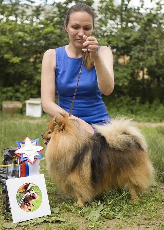 Померанский шпиц: описание, стандарт породы, характер и дрессировка собаки