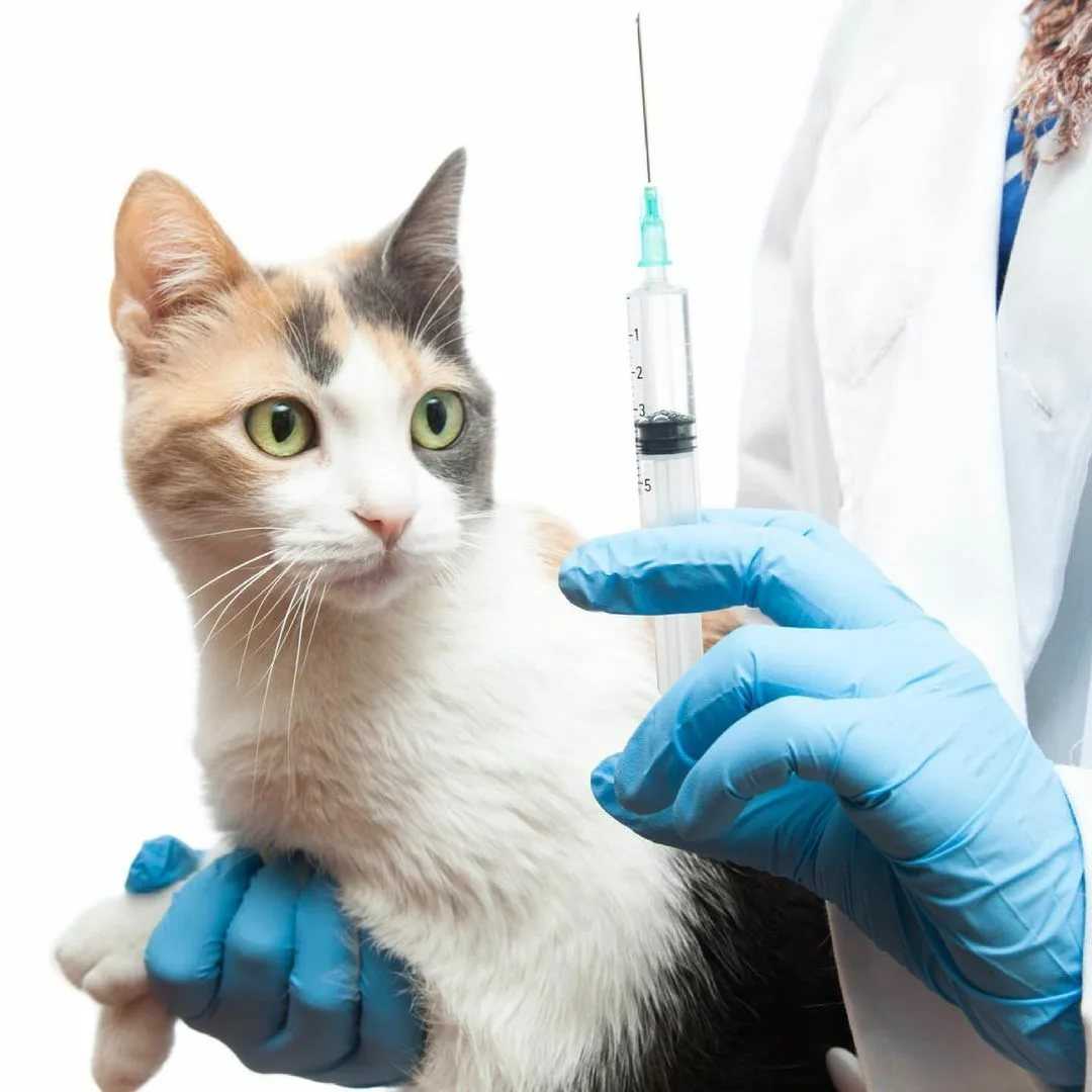 Вакцина для кошек спб