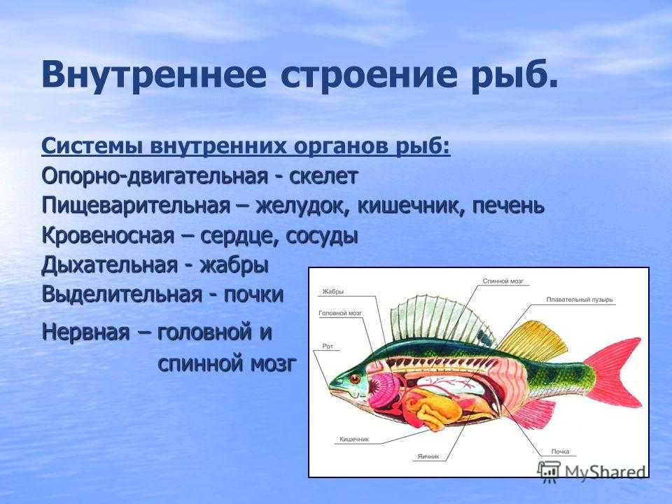Основные функции рыбы. Пищеварительная система рыб 7 класс биология таблица. Биология пищеварительная система внутреннего строения рыб. Систем внутреннего строения органов у рыб характеристика. Внешнее строение рыб, система органов, особенности строения.