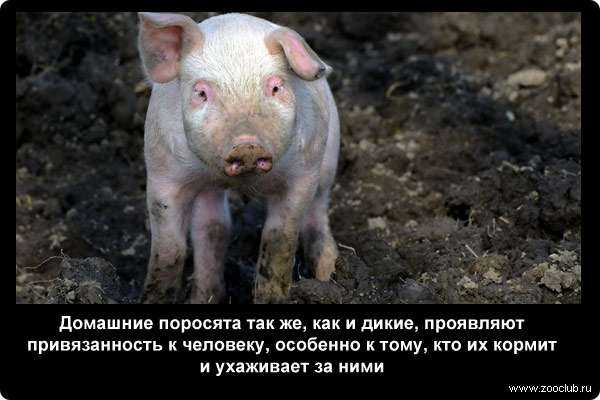 22 интересных факта о свиньях