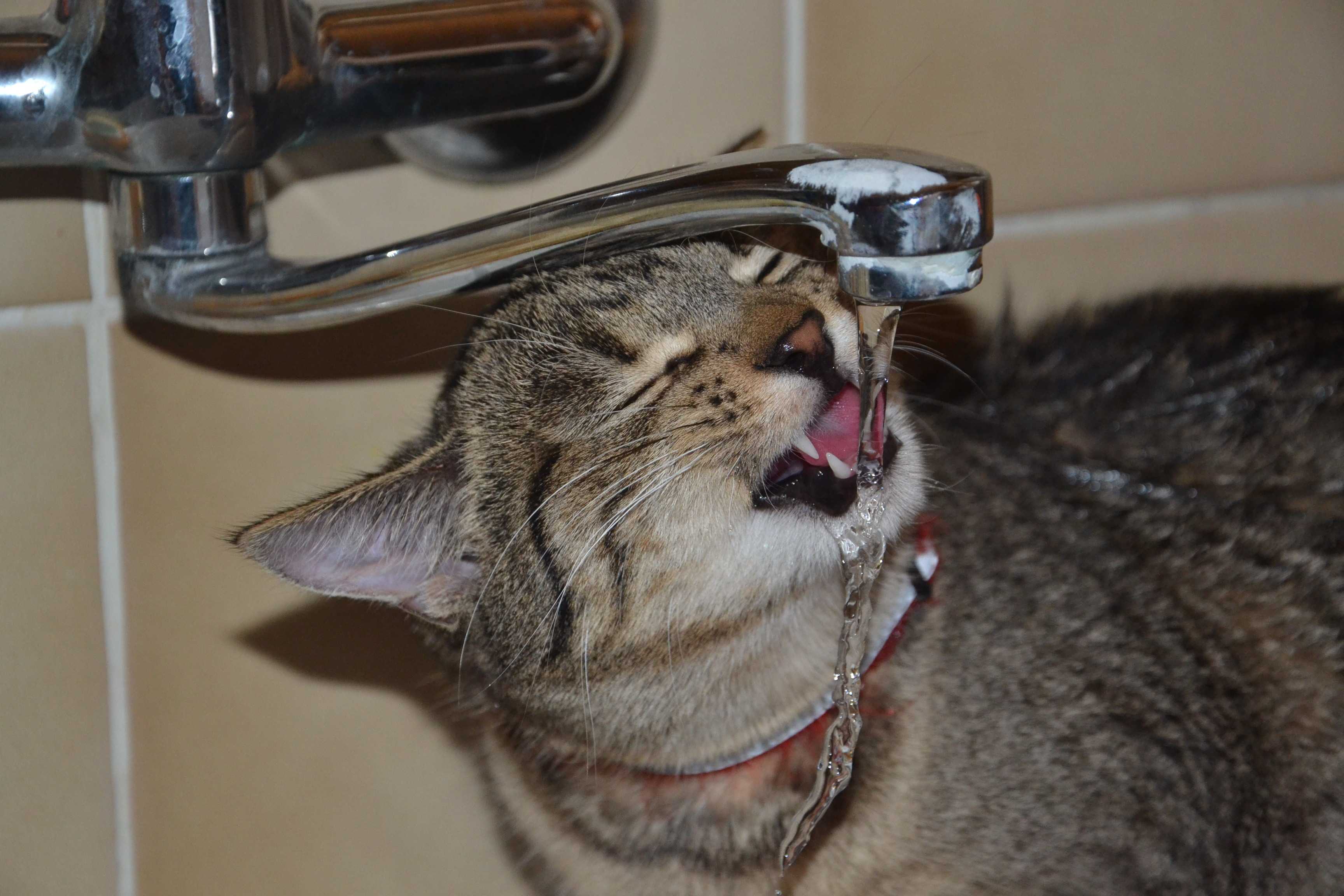 Почему кошка не пьет воду