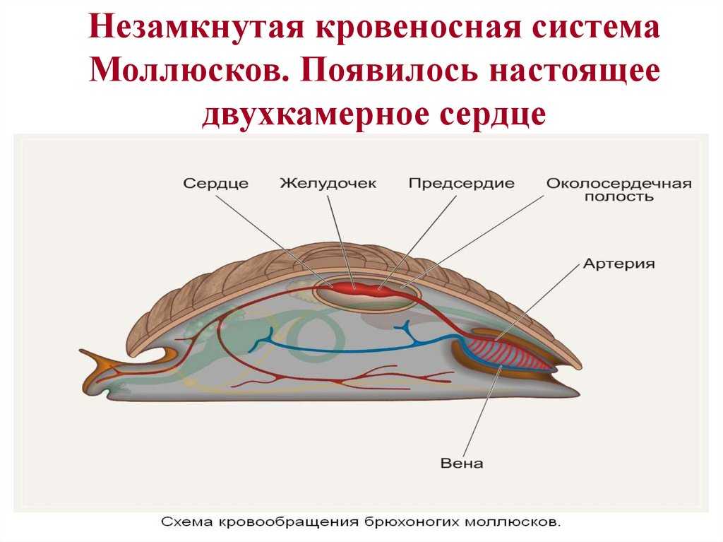 Тип моллюски