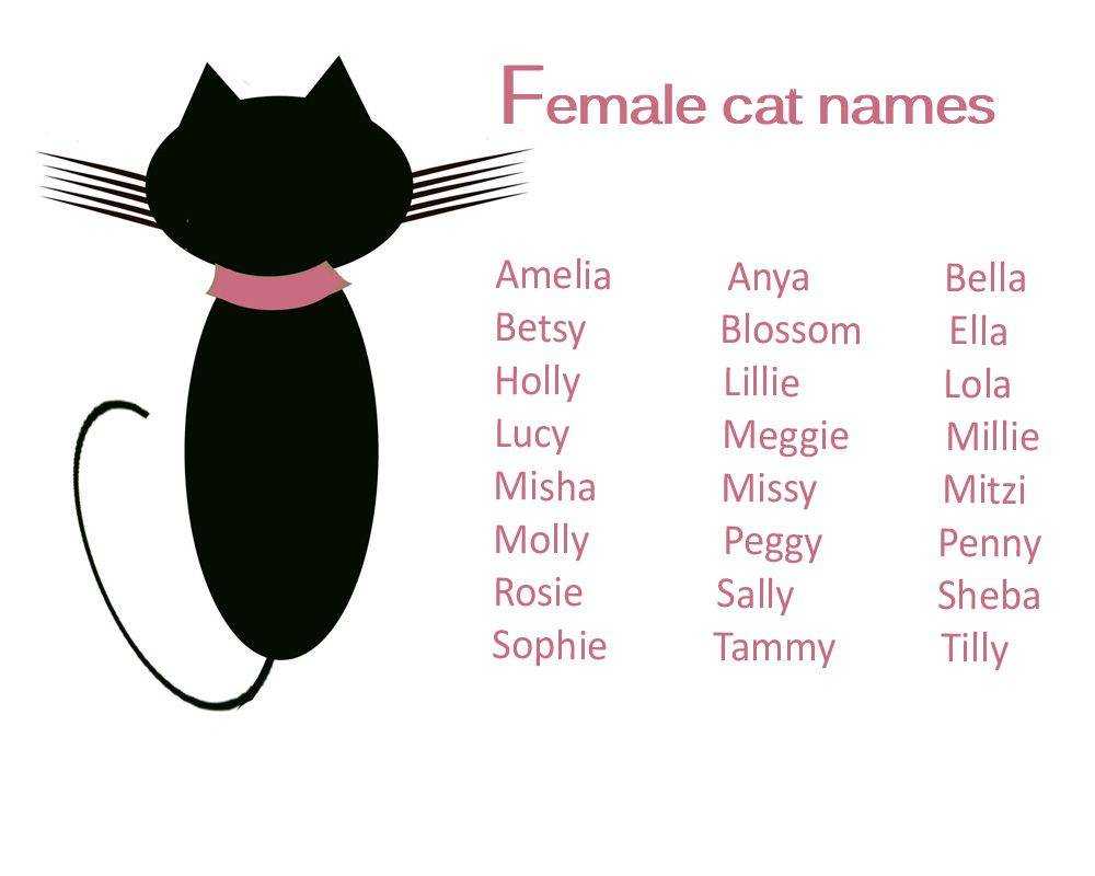 Английские имена для кошек