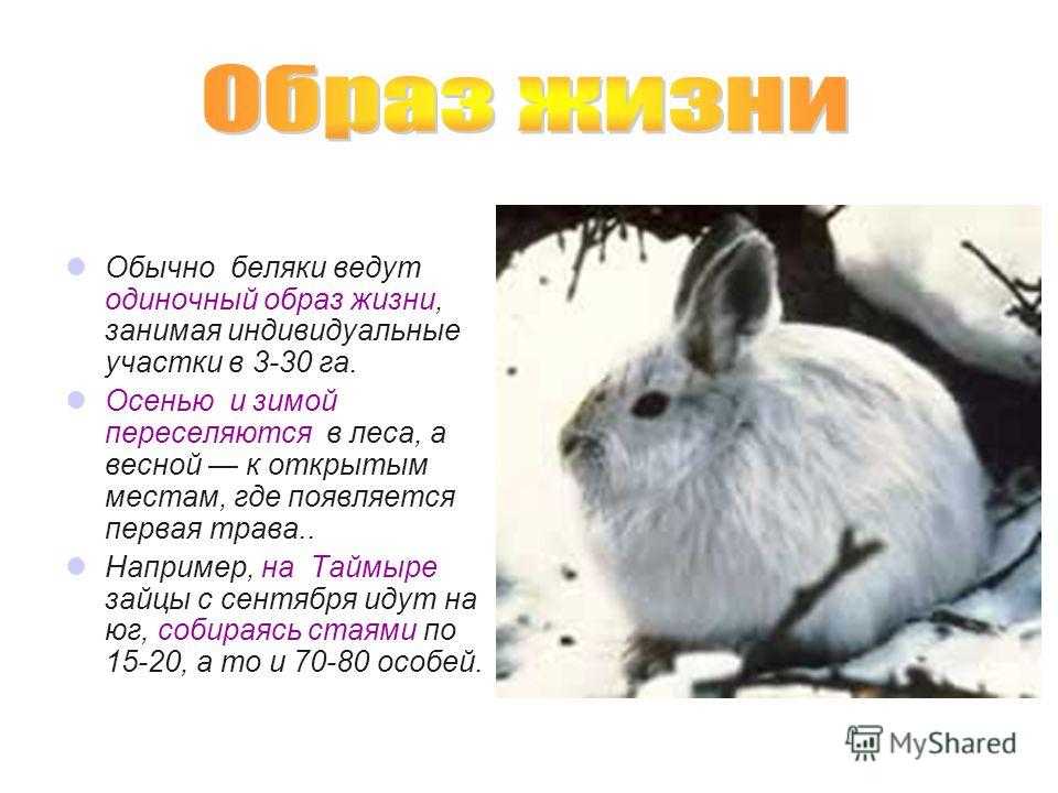 в какое время активен заяц беляк