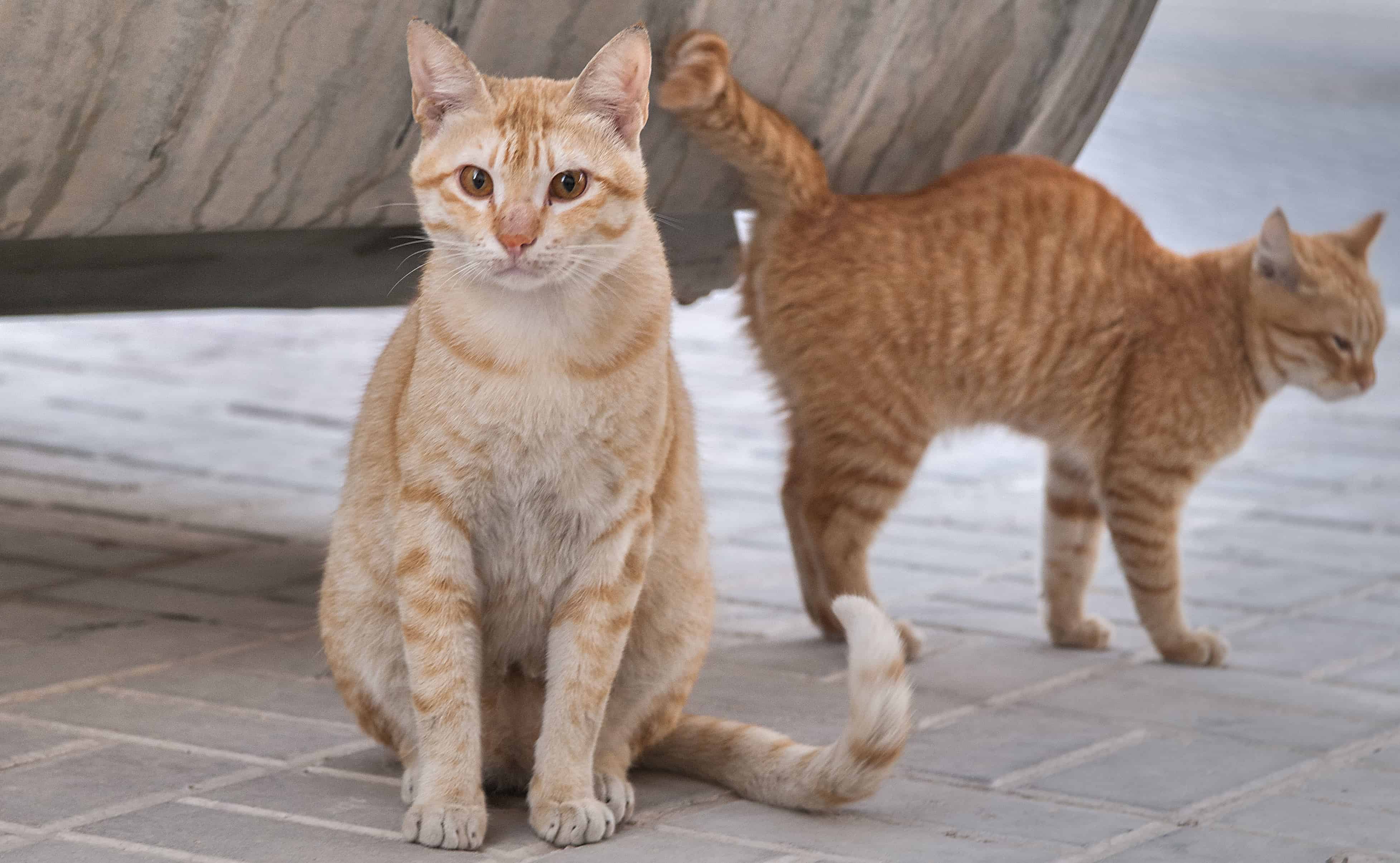 История абиссинской породы кошек