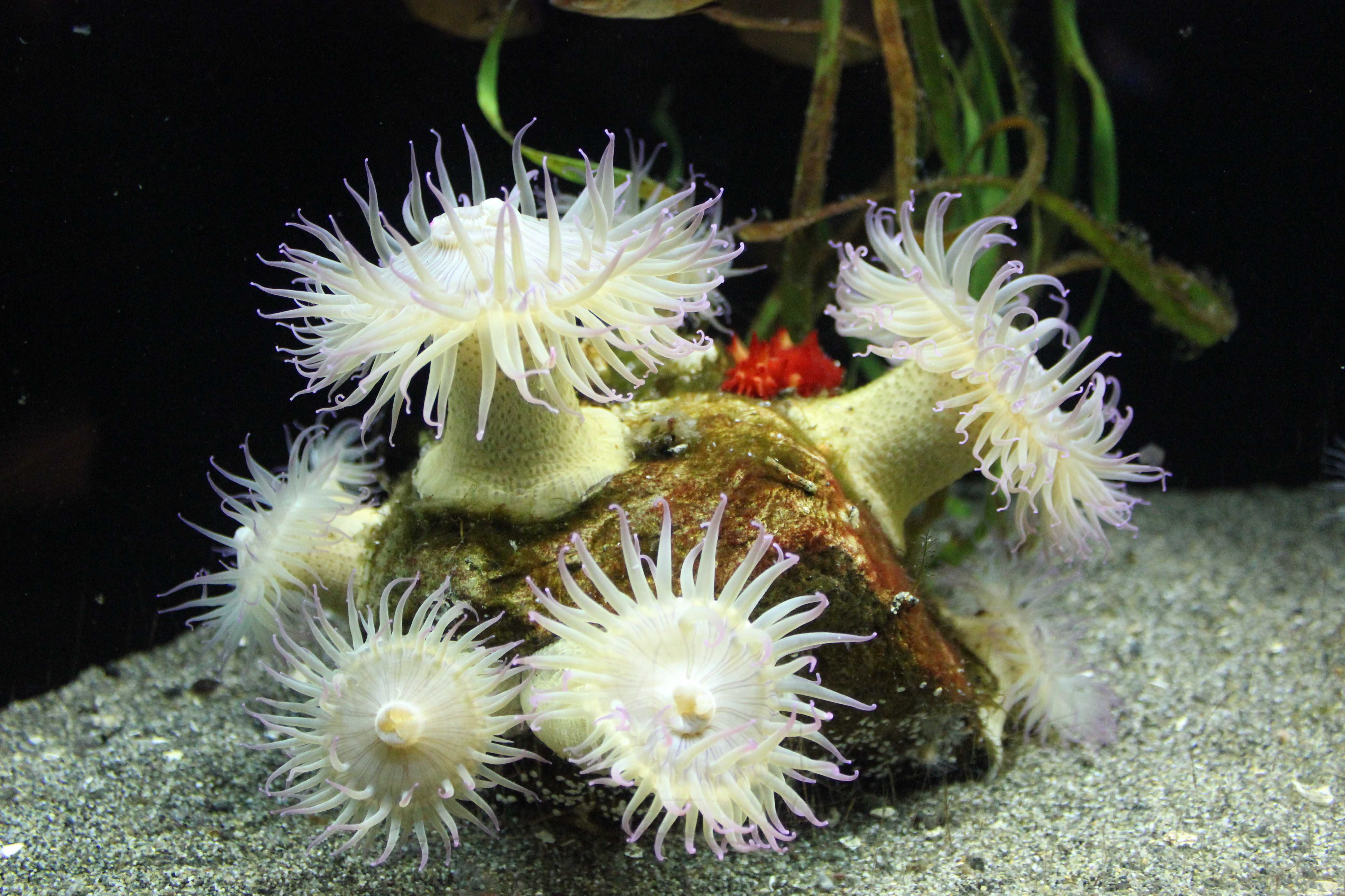 Актинии морские анемоны