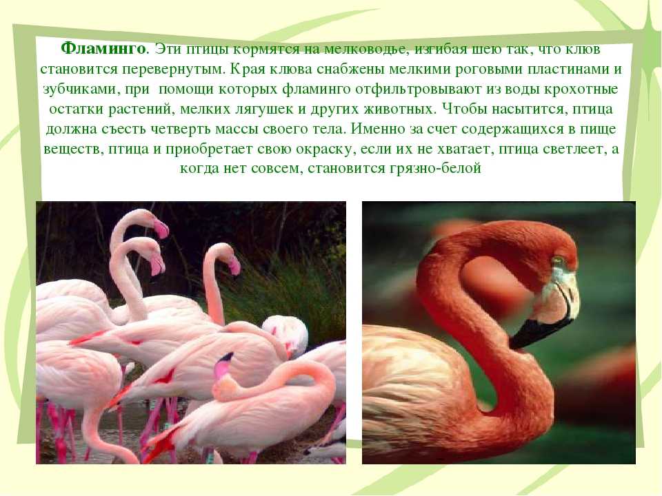 Любопытные факты о фламинго