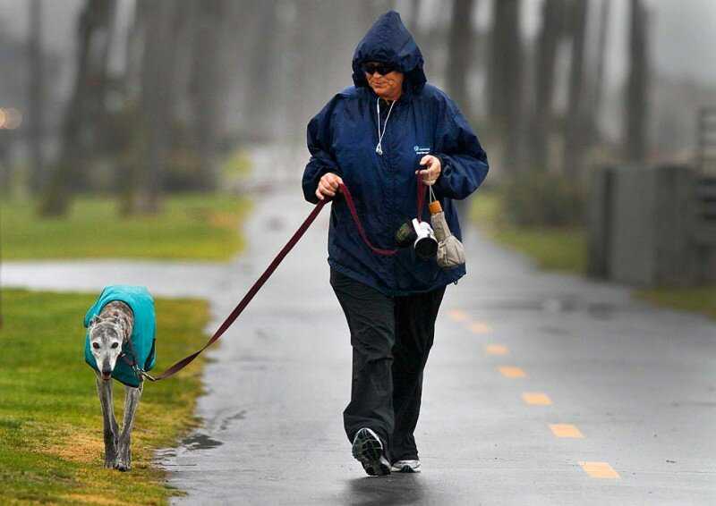 Породы собак для ленивых хозяев: питомцы, с которыми можно не гулять, для пожилых людей, для занятых и неактивных