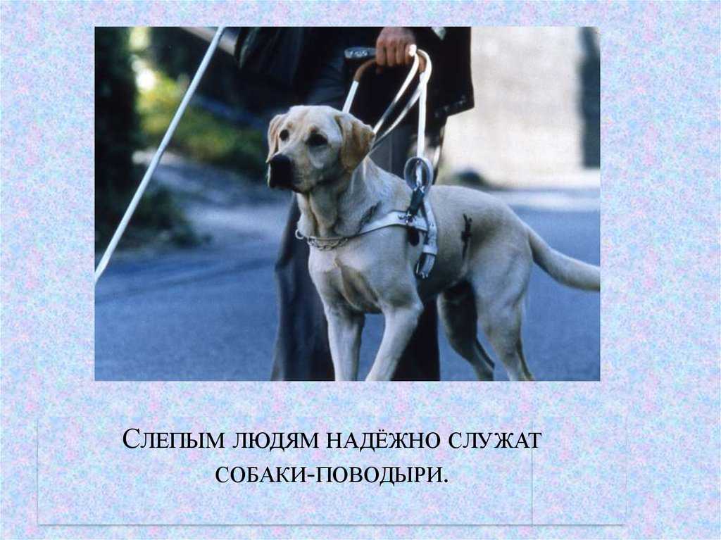 Собака-поводырь — обзор пород с фото и названиями
