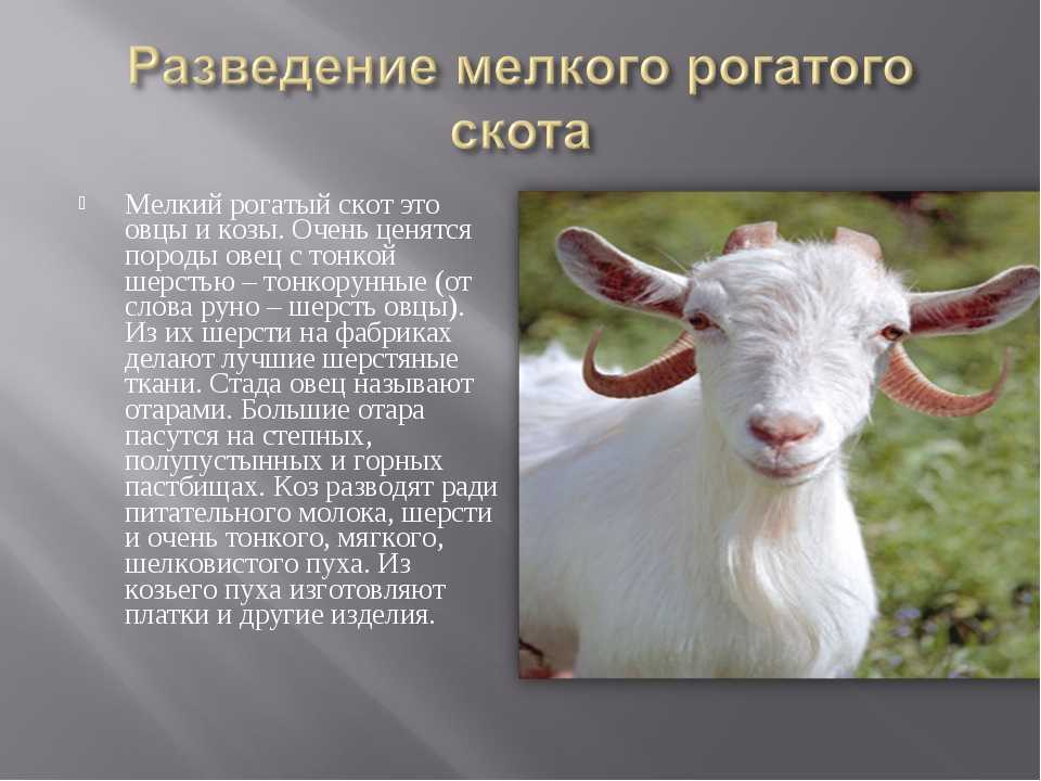Каких животных разводят в московской области. Разведение мелкого рогатого скота. Животноводство козы. Скотоводство мелкий рогатый скот. Рассказ про козу.