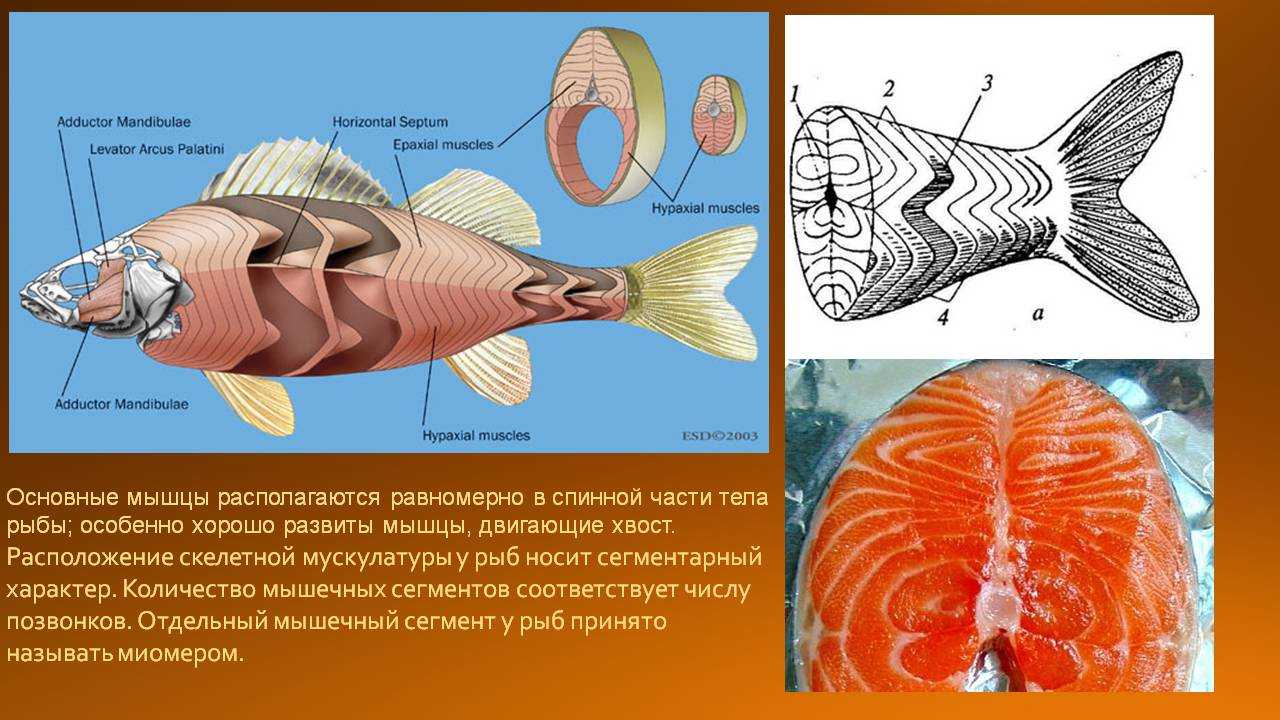 Класс хрящевые рыбы: основные отряды и их представители, структура органов и особенности классификации форм, учет длительности жизни