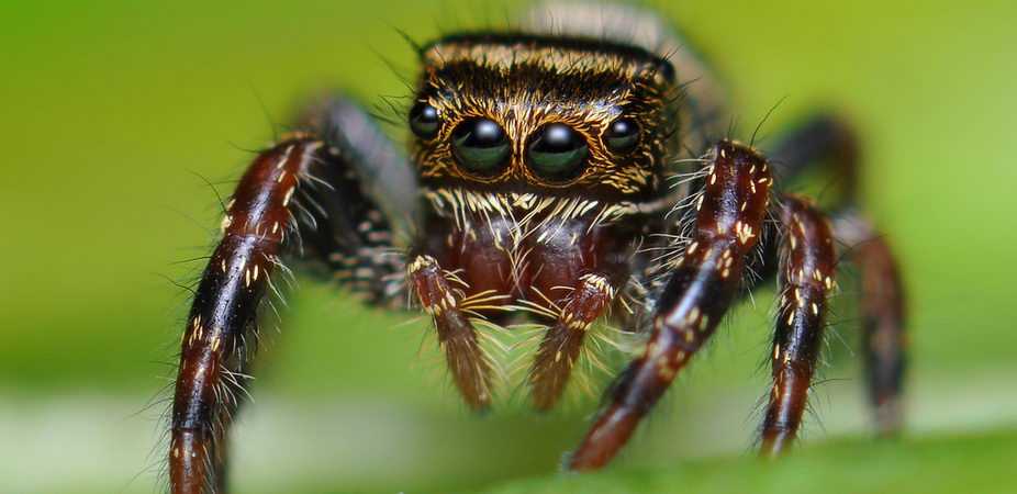 К какому классу относятся пауки — факты и виды