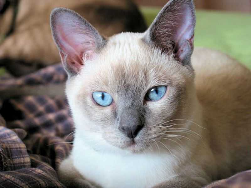 Тонкинская кошка: ласковый красавец с аквамариновыми глазами