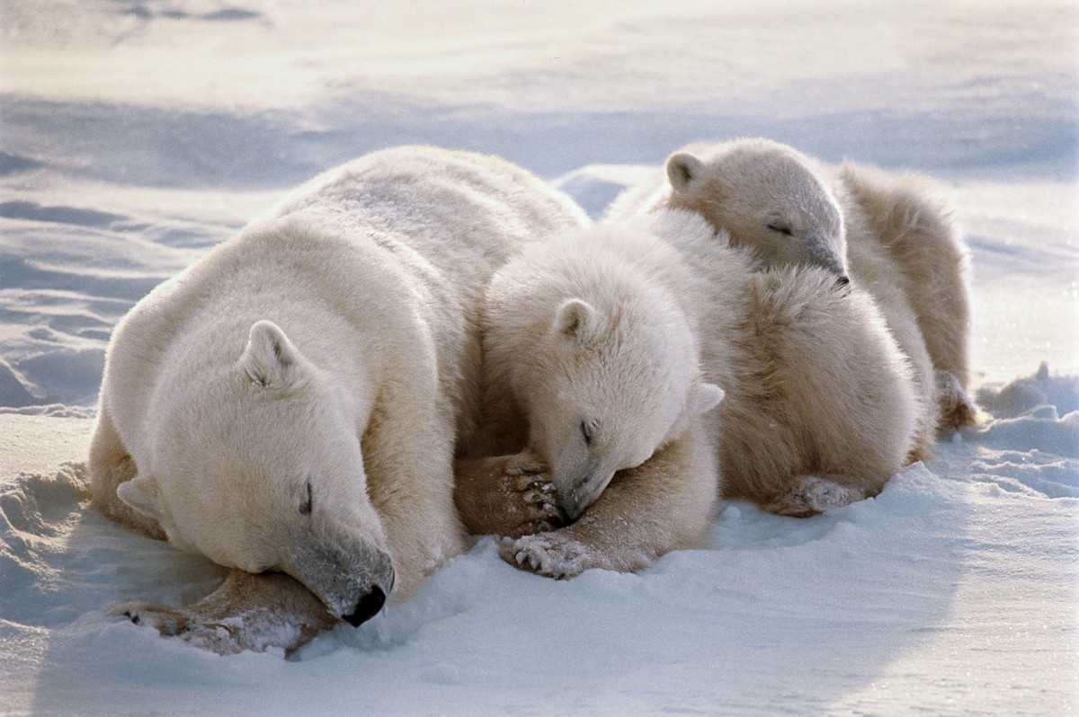Куда бел. Белый медведь в Северной Америке. Белые медведи живут. Белый медведь обитает. Животные холодных районов.