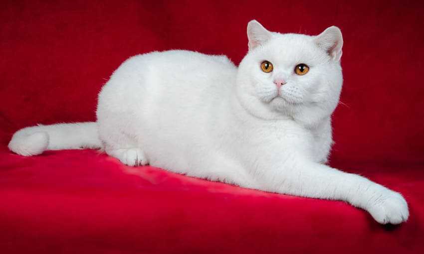 Окрасы британских кошек и котов: фото и описание