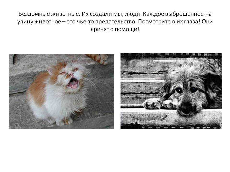 Бездомные животные в беларуси: как пристроить животное, передержка кошек и собак | блог мтбанка
