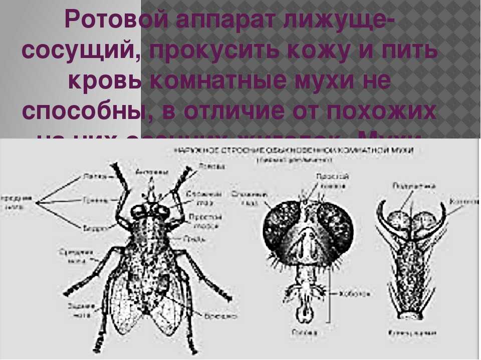 Комар: фото всех видов насекомого, строение, стадии развития