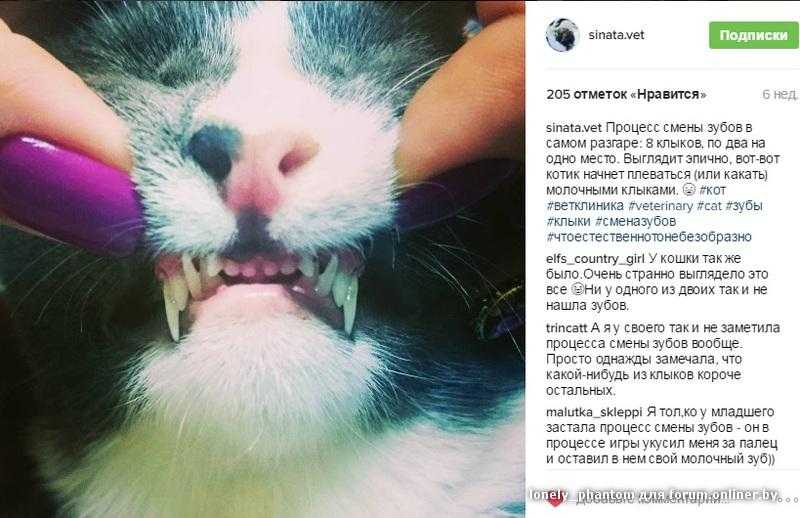 Сколько зубов у кошки: взрослой и маленького котенка, схема