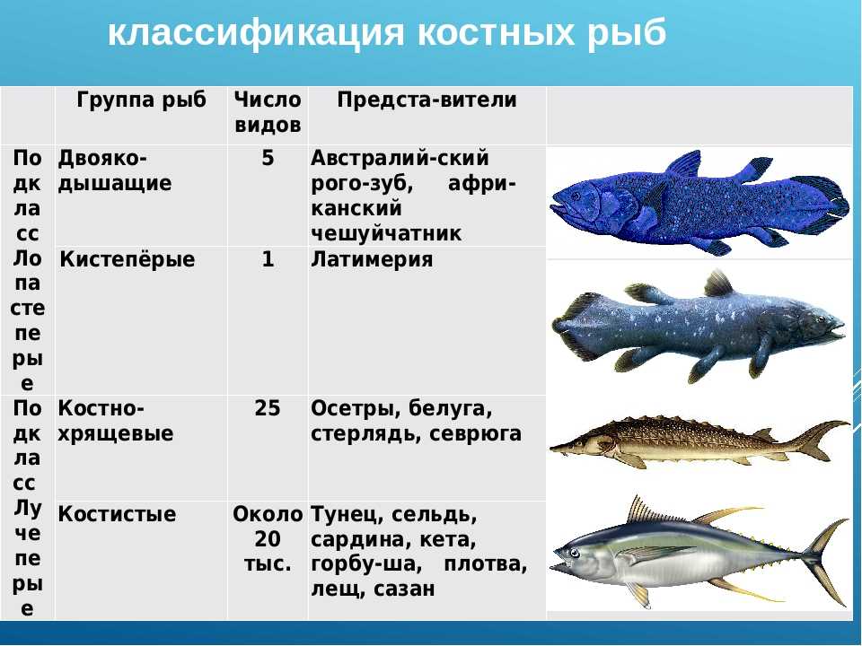 Используя текст параграфа о рыбах и амфибиях составьте таблицу или схему содержащую краткую