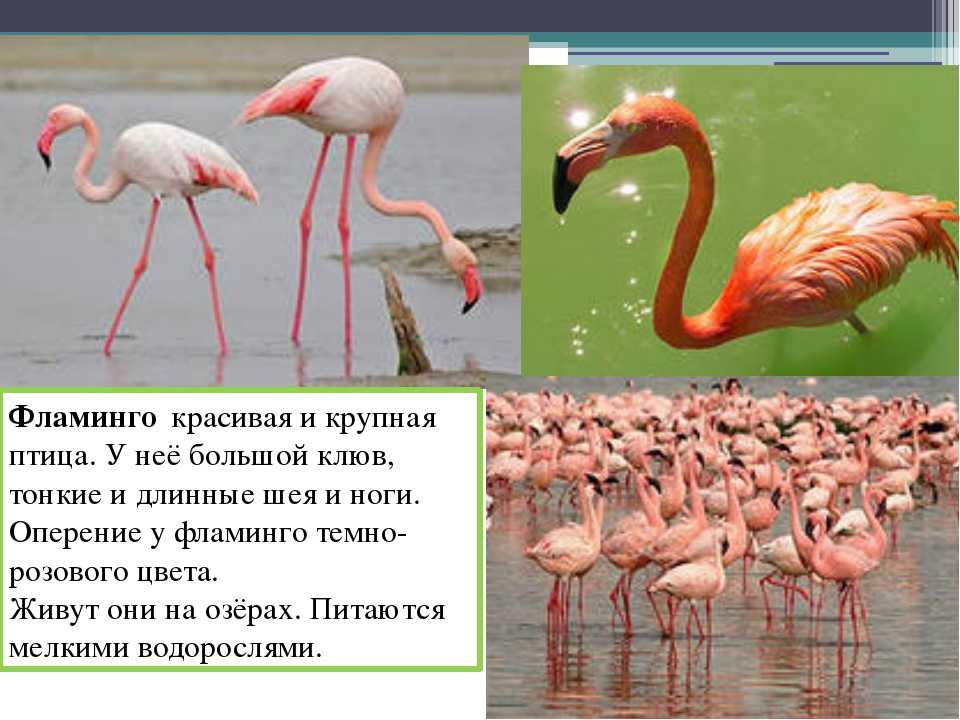 Любопытные факты о фламинго :: инфониак