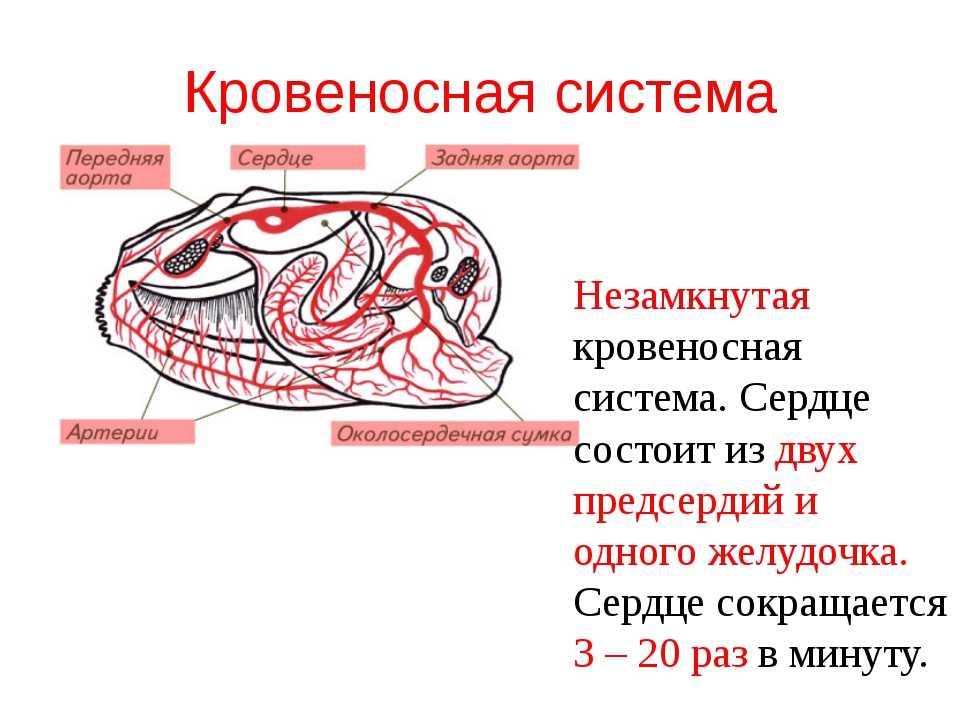 Кровеносная система моллюсков - функции, особенности строения и характеристика