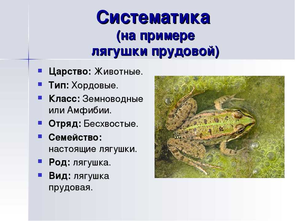 Особенности образа жизни лягушки