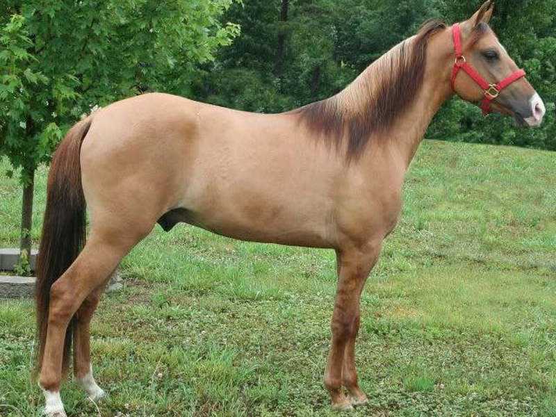 Описание лошадей породы шайр