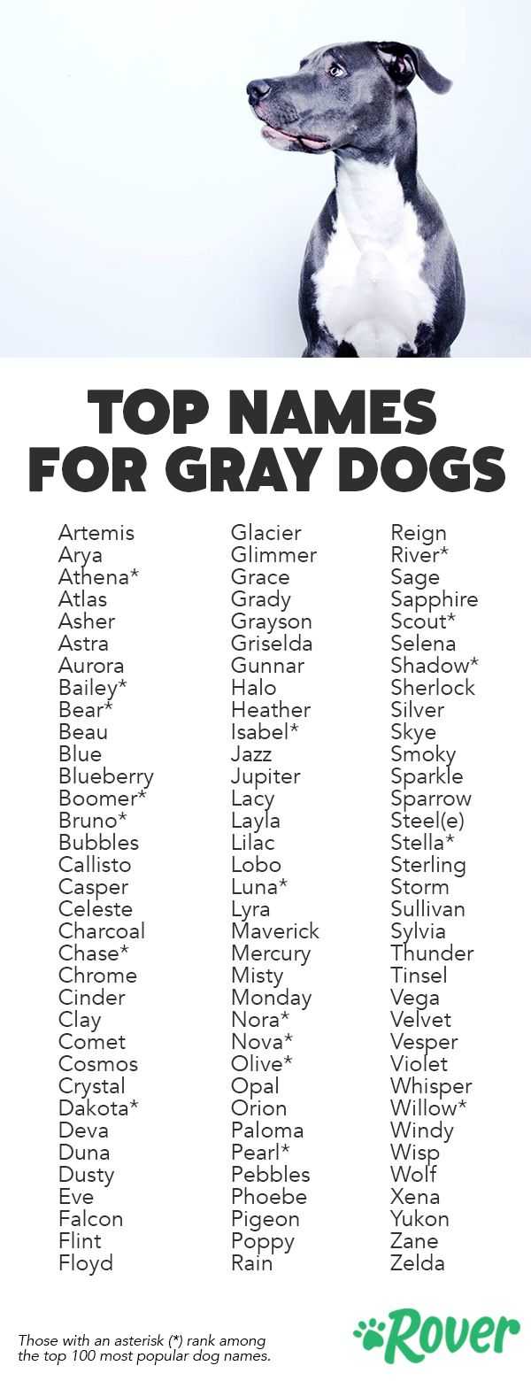 Клички для собак мальчиков: список 5000 лучших вариатнов по алфавиту