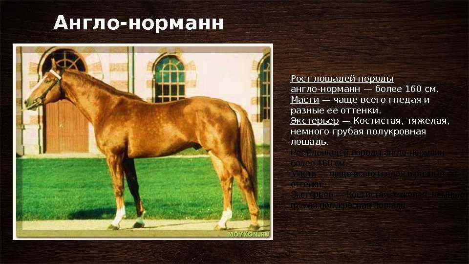 ᐉ чистокровные породы лошадей: особенности, характеристики - zooon.ru