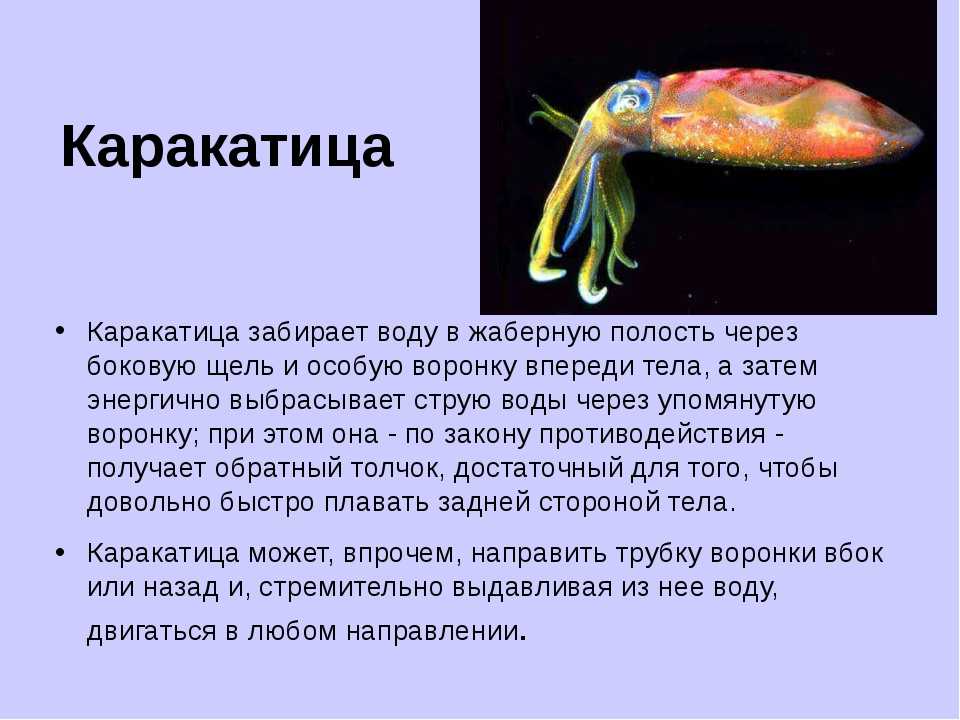 Каракатица тип. Сепия краткое описание 3 класс. Каракатица описание. Каракатица интересные факты. Каракатица краткая характеристика.
