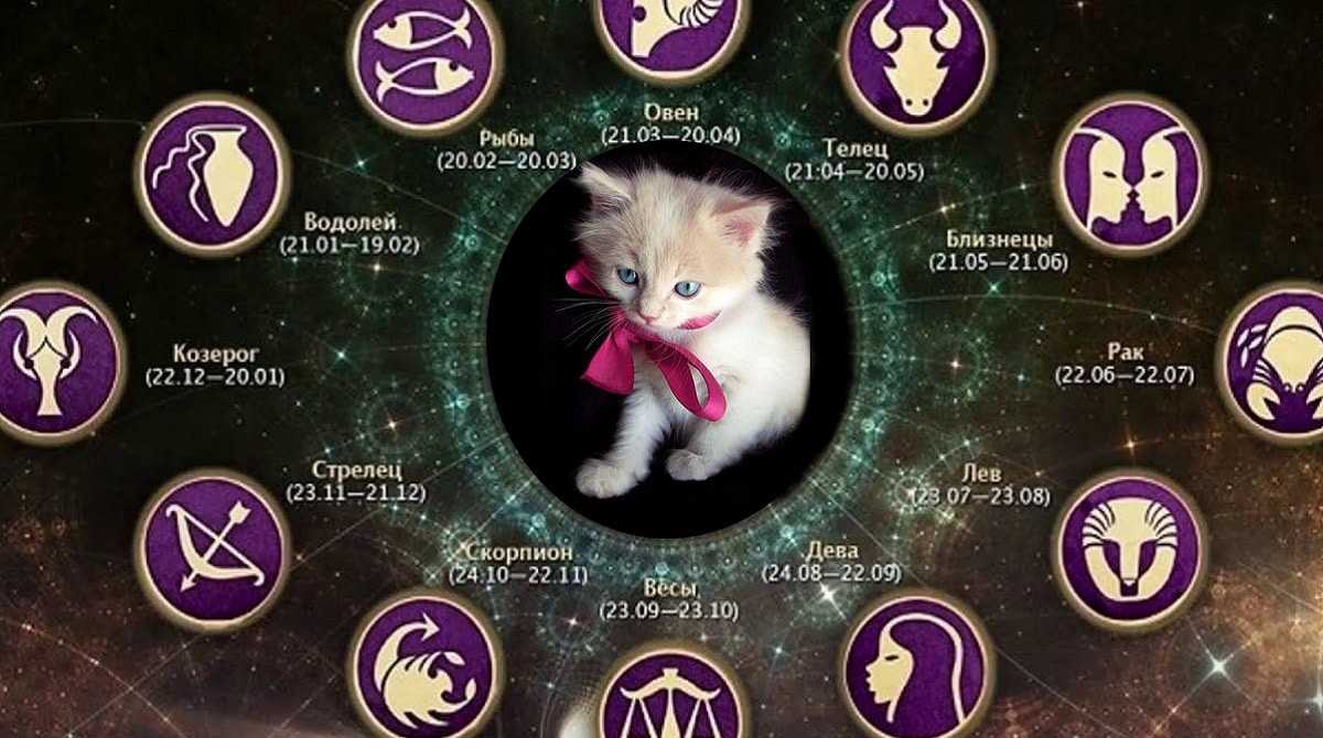 Кошачий глаз знак зодиака. Кошачьи знаки зодиака. Кот гороскоп. Породистые кошки по знакам зодиака. Волшебные кошки по знаку зодиака.