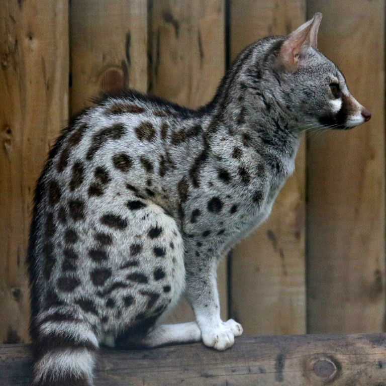 Самые редкие породы кошек в мире | интересный сайт
