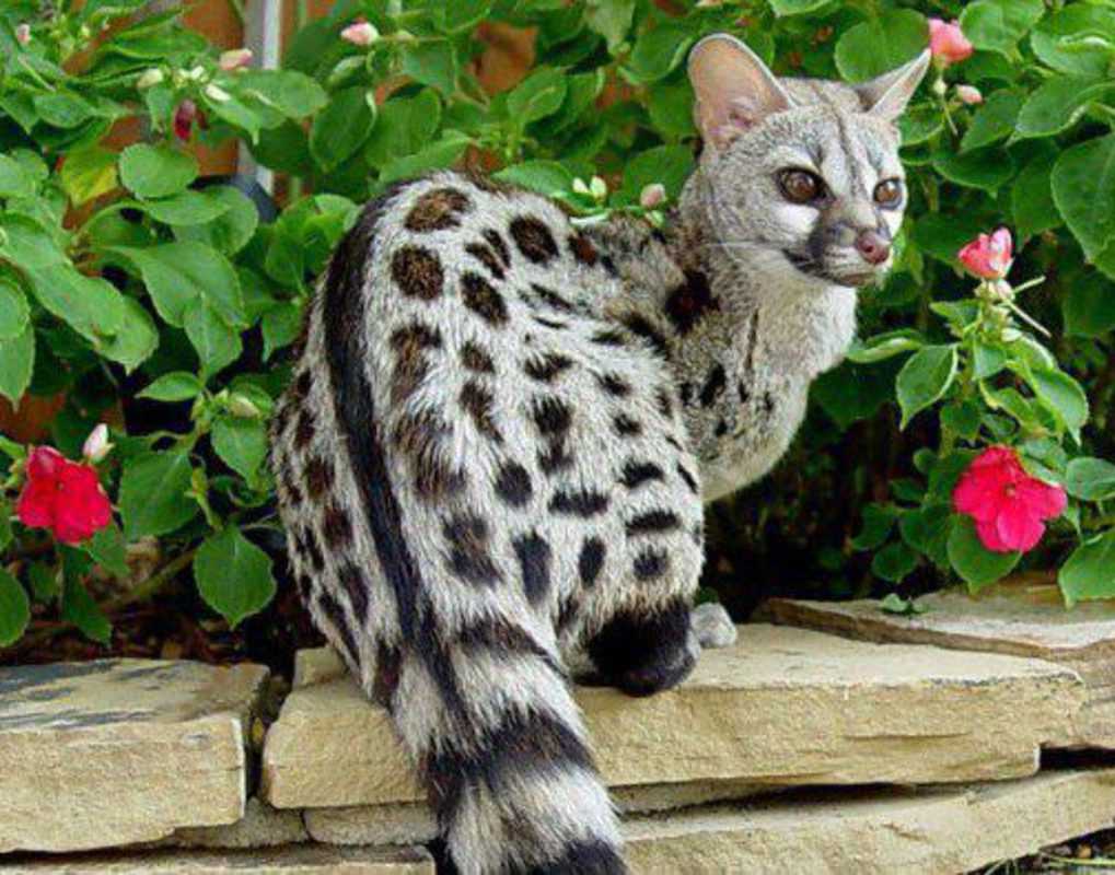 Самые редкие породы кошек на планете