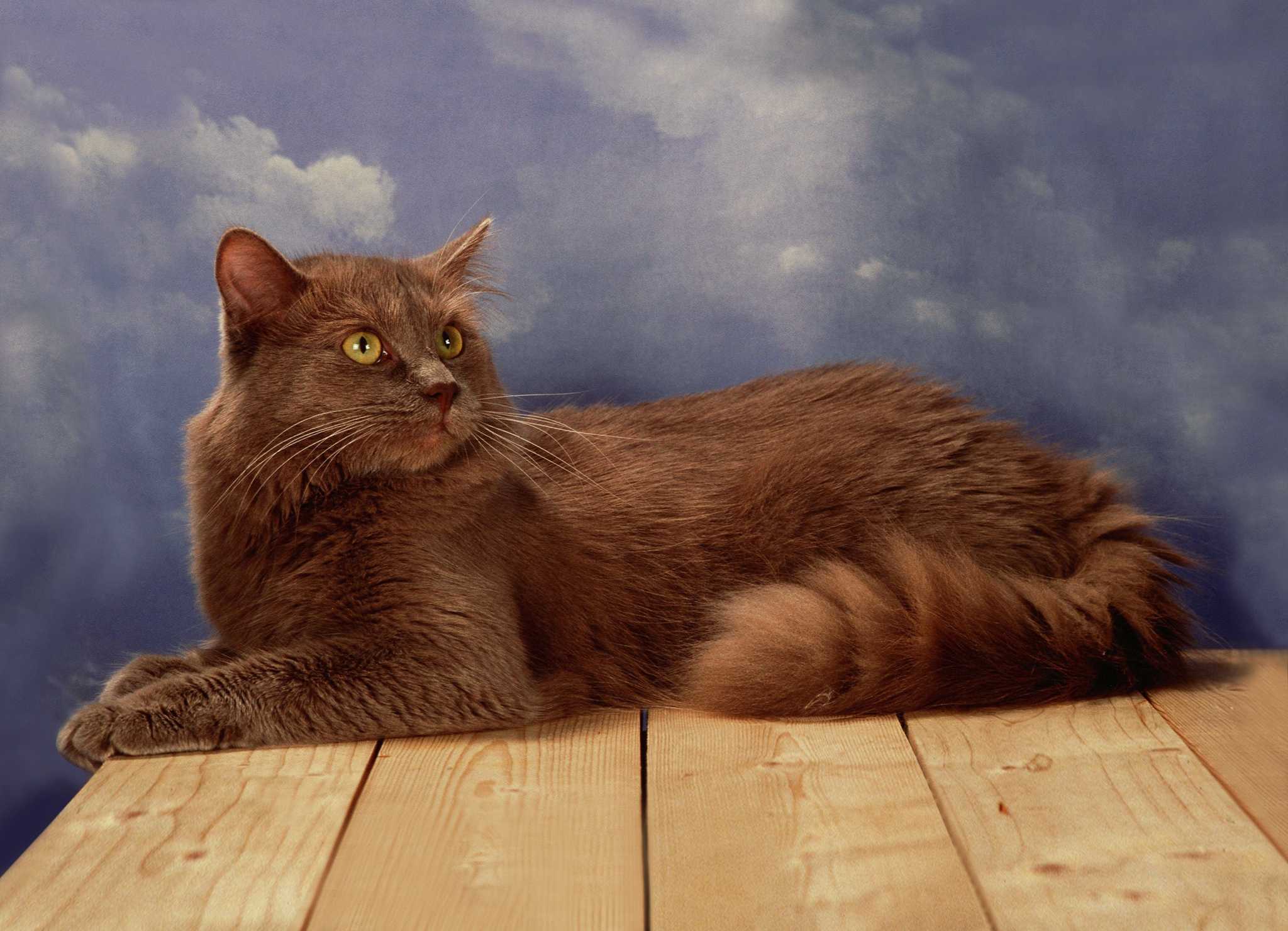 Кошки тиффани шантильи. Шантильи-Тиффани порода. Кот породы шантильи Тиффани. Йоркская шоколадная кошка шантильи Тиффани. Шантильи (Тиффани-шантильи).
