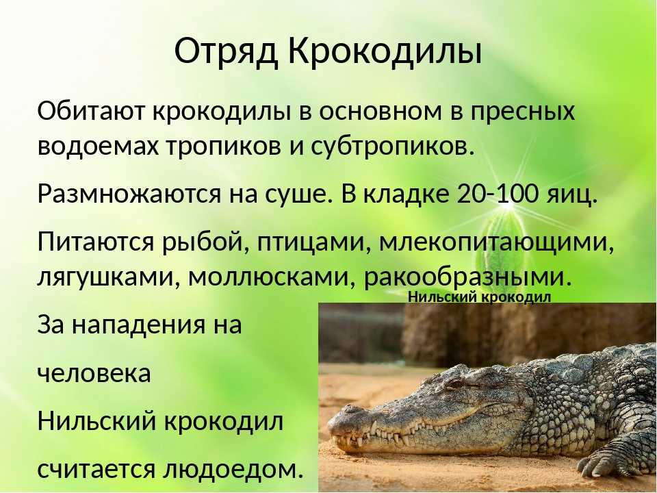 Настольная игра крокодил/ правила; варианты игры; интересные слова