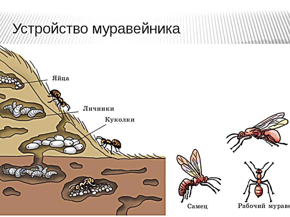 Лесной муравей тип развития. Строение муравейника лесных муравьев. Муравьи и Муравейник общественные насекомые. Строение рыжего лесного муравья. Иерархия муравьев в муравейнике схема.