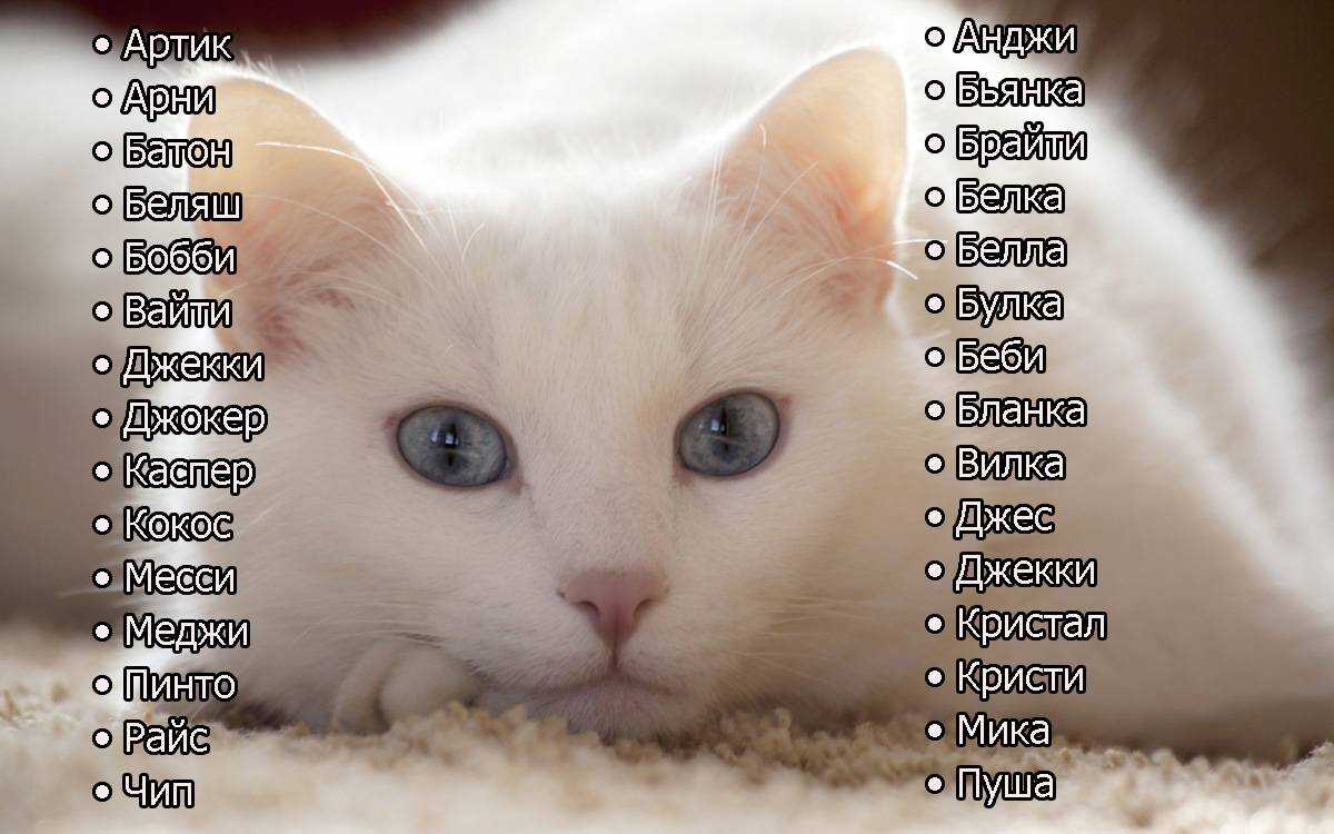 Имена для кошек девочек, клички котов британцев мальчиков, как назвать британского котенка