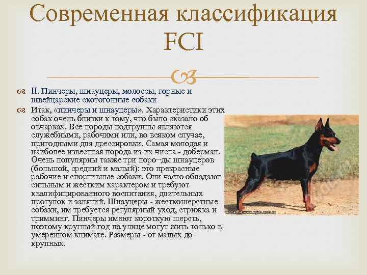 Поведение собак характеристика. Группы собак FCI. 1 Группа собак FCI. Породы 2 группы FCI. Группы ФЦИ породы собак.